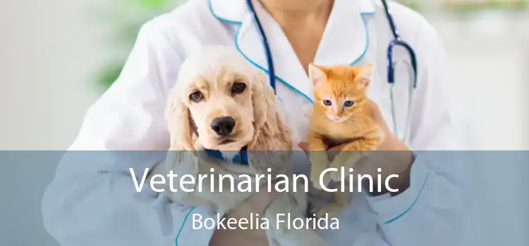 Veterinarian Clinic Bokeelia Florida