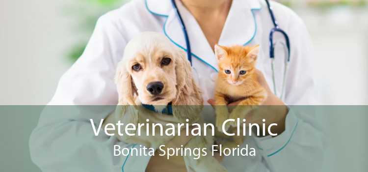 Veterinarian Clinic Bonita Springs Florida