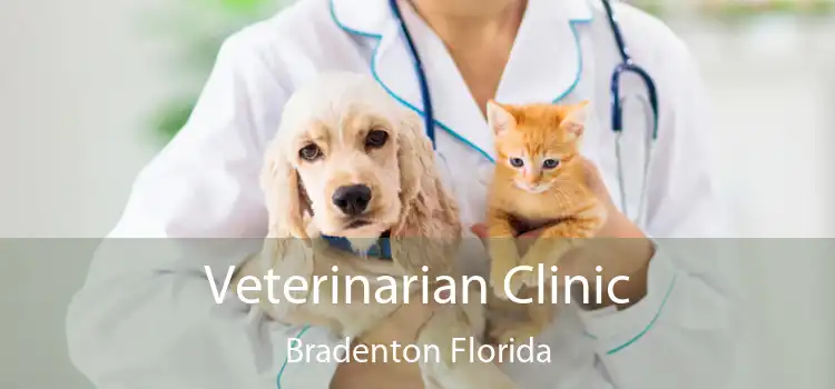 Veterinarian Clinic Bradenton Florida