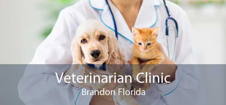 Veterinarian Clinic Brandon Florida