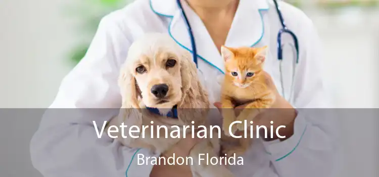 Veterinarian Clinic Brandon Florida