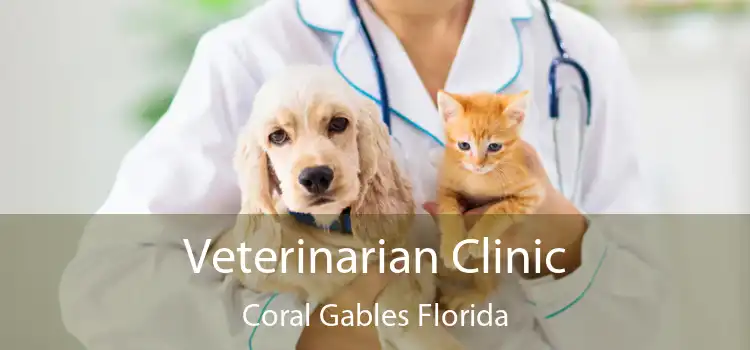 Veterinarian Clinic Coral Gables Florida