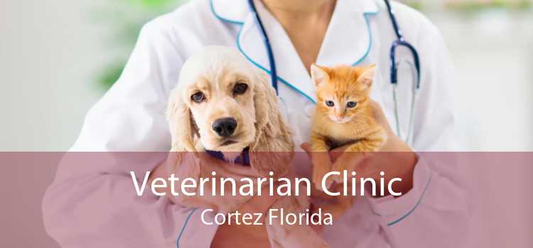 Veterinarian Clinic Cortez Florida