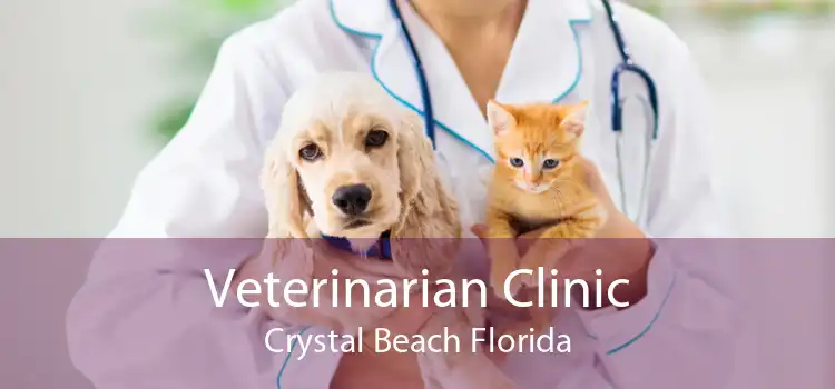 Veterinarian Clinic Crystal Beach Florida