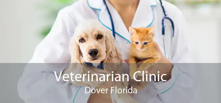 Veterinarian Clinic Dover Florida