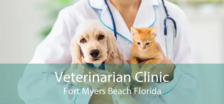 Veterinarian Clinic Fort Myers Beach Florida