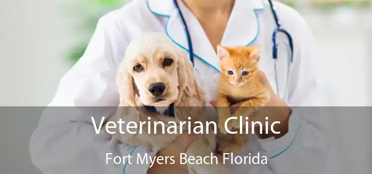 Veterinarian Clinic Fort Myers Beach Florida