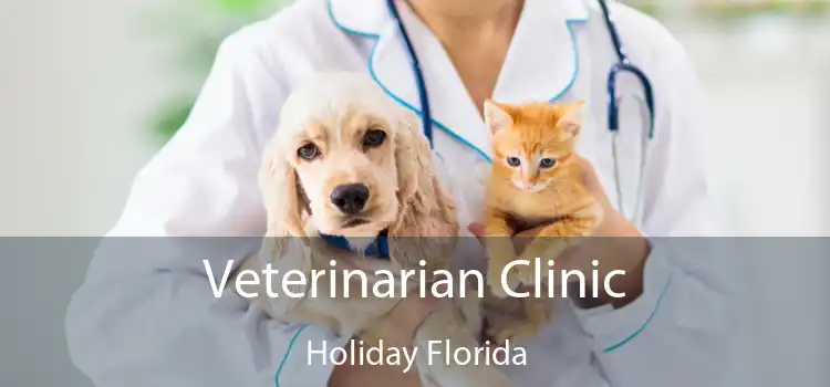 Veterinarian Clinic Holiday Florida