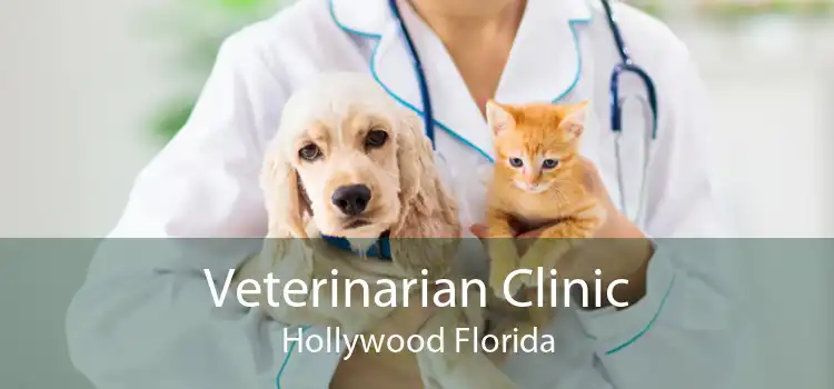 Veterinarian Clinic Hollywood Florida