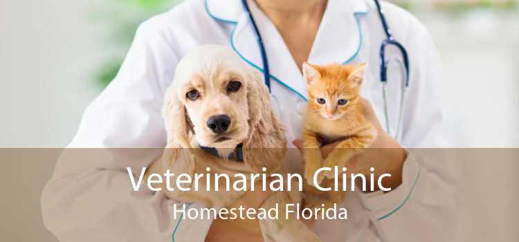 Veterinarian Clinic Homestead Florida