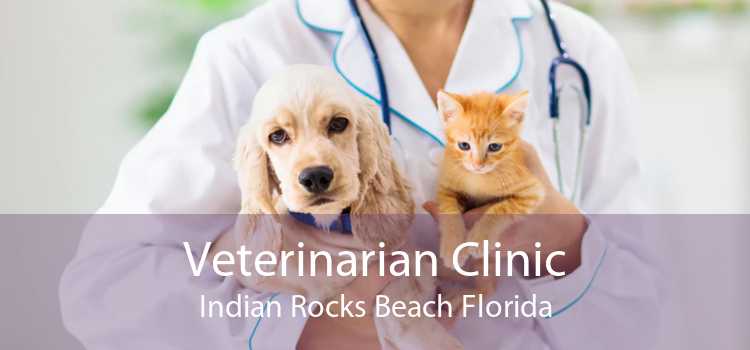 Veterinarian Clinic Indian Rocks Beach Florida