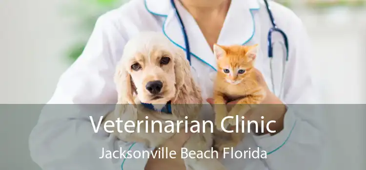 Veterinarian Clinic Jacksonville Beach Florida
