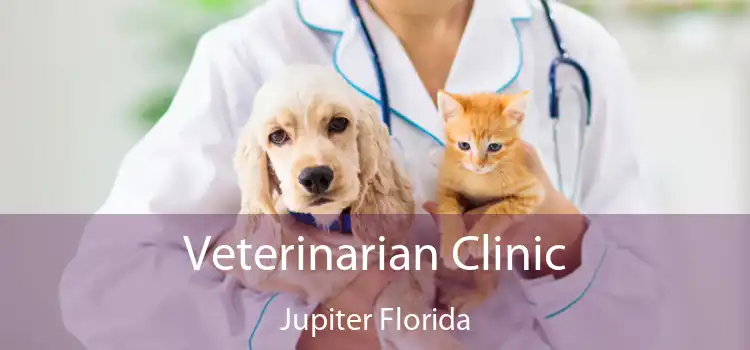 Veterinarian Clinic Jupiter Florida