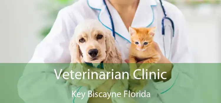 Veterinarian Clinic Key Biscayne Florida
