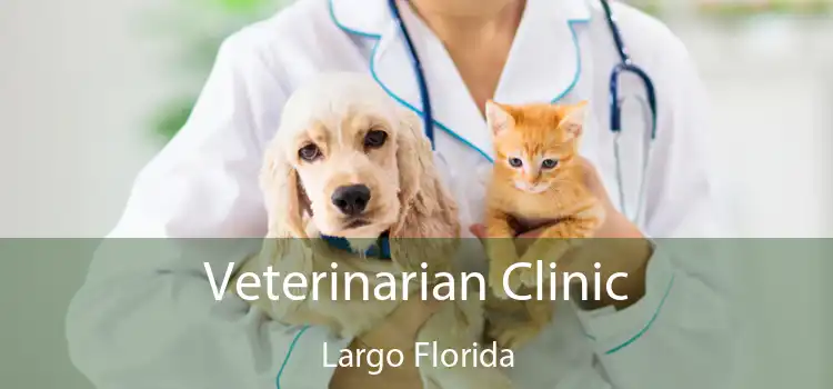 Veterinarian Clinic Largo Florida