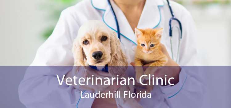 Veterinarian Clinic Lauderhill Florida