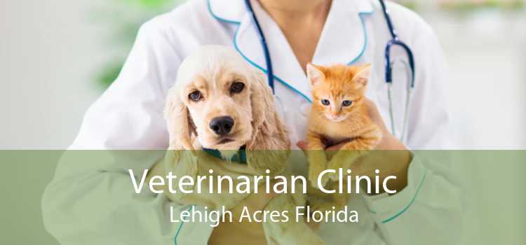 Veterinarian Clinic Lehigh Acres Florida