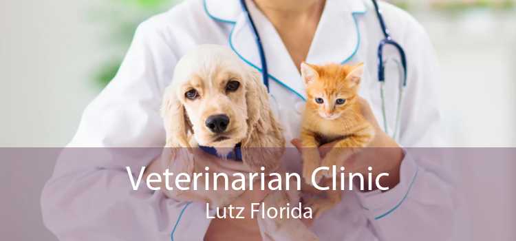 Veterinarian Clinic Lutz Florida