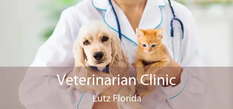 Veterinarian Clinic Lutz Florida