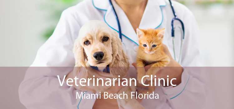 Veterinarian Clinic Miami Beach Florida