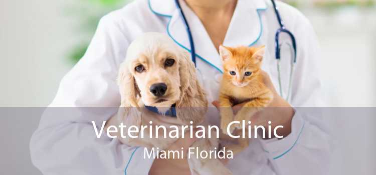 Veterinarian Clinic Miami Florida