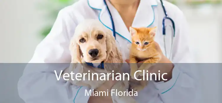 Veterinarian Clinic Miami Florida