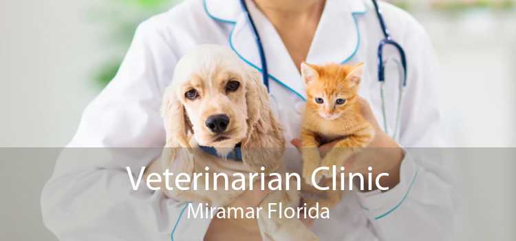 Veterinarian Clinic Miramar Florida