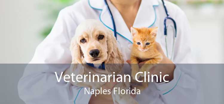 Veterinarian Clinic Naples Florida