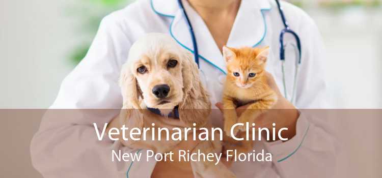 Veterinarian Clinic New Port Richey Florida