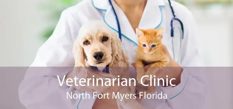 Veterinarian Clinic North Fort Myers Florida