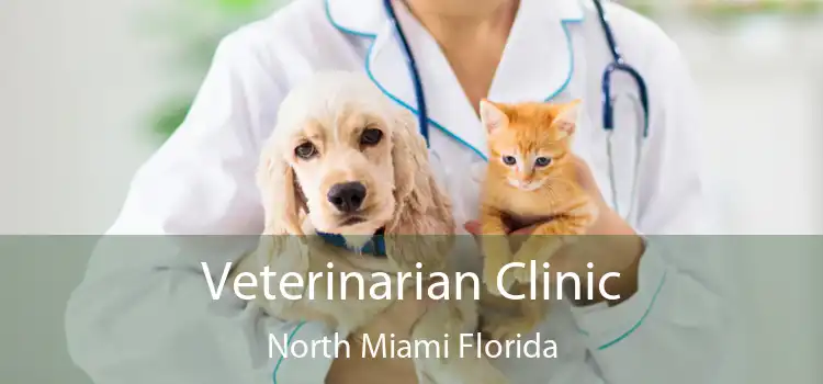 Veterinarian Clinic North Miami Florida