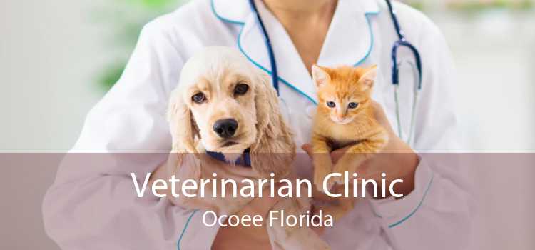 Veterinarian Clinic Ocoee Florida