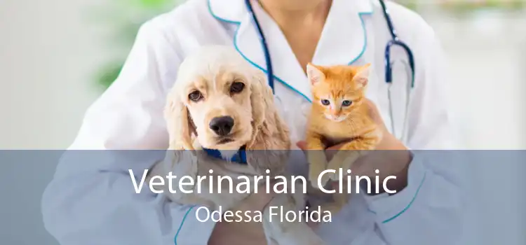 Veterinarian Clinic Odessa Florida