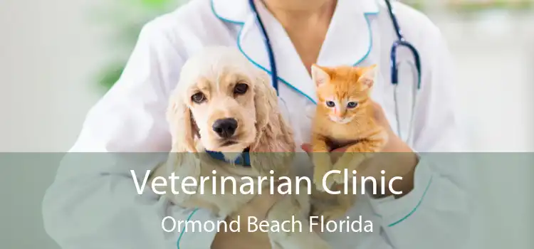 Veterinarian Clinic Ormond Beach Florida