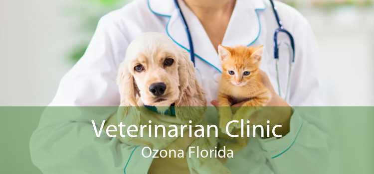 Veterinarian Clinic Ozona Florida
