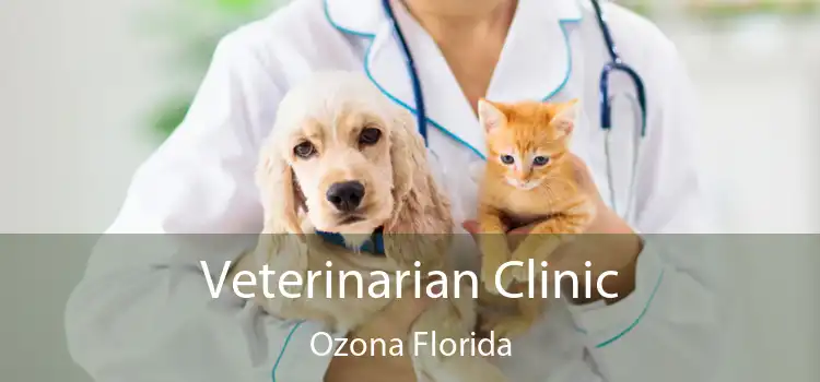 Veterinarian Clinic Ozona Florida
