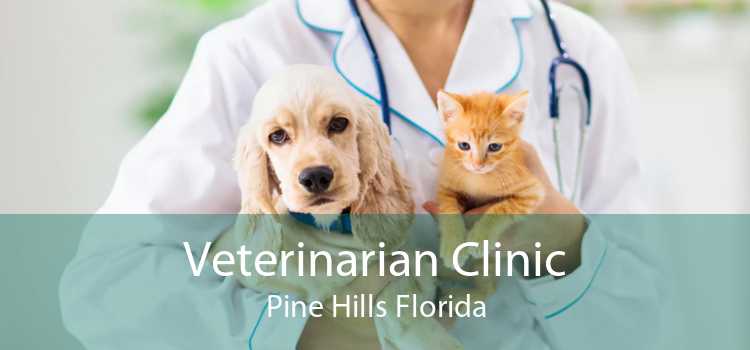 Veterinarian Clinic Pine Hills Florida