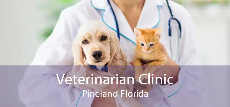 Veterinarian Clinic Pineland Florida