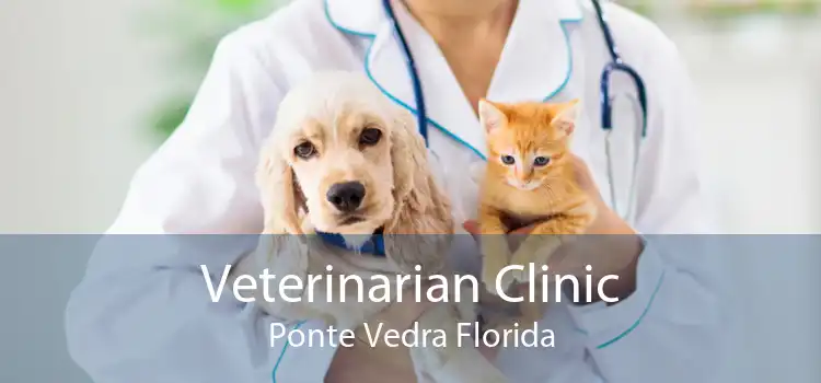 Veterinarian Clinic Ponte Vedra Florida