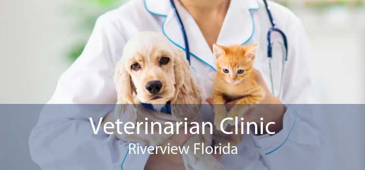 Veterinarian Clinic Riverview Florida