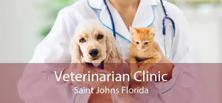 Veterinarian Clinic Saint Johns Florida