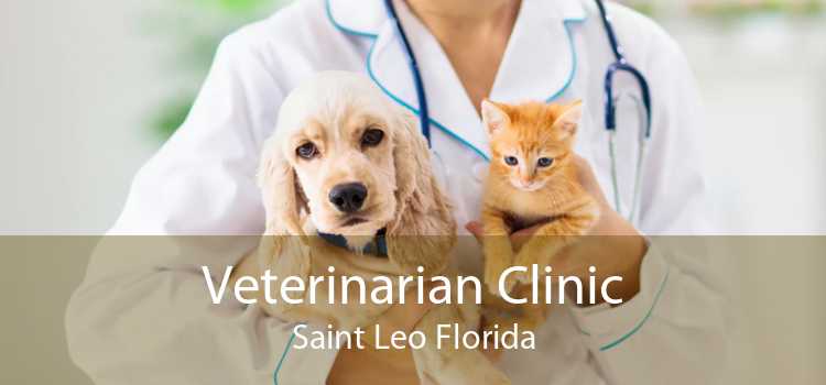 Veterinarian Clinic Saint Leo Florida