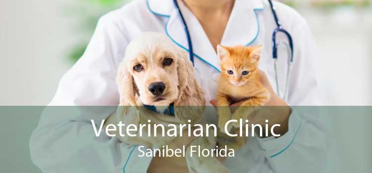 Veterinarian Clinic Sanibel Florida