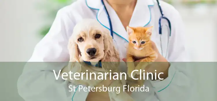 Veterinarian Clinic St Petersburg Florida