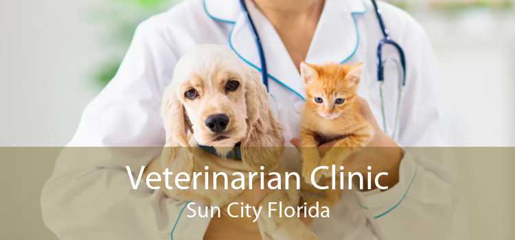 Veterinarian Clinic Sun City Florida