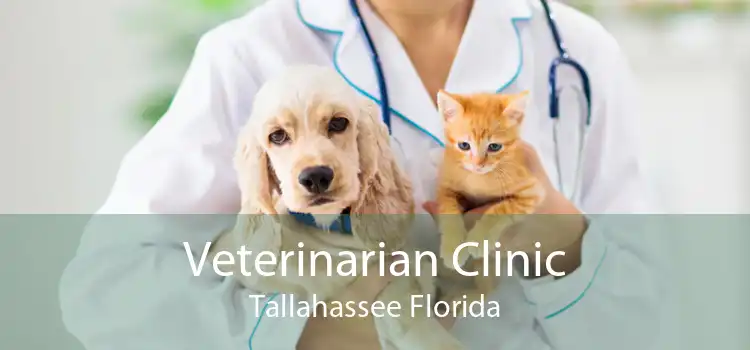 Veterinarian Clinic Tallahassee Florida