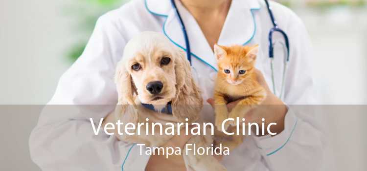 Veterinarian Clinic Tampa Florida