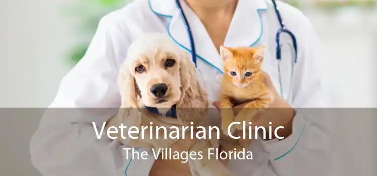 Veterinarian Clinic The Villages Florida
