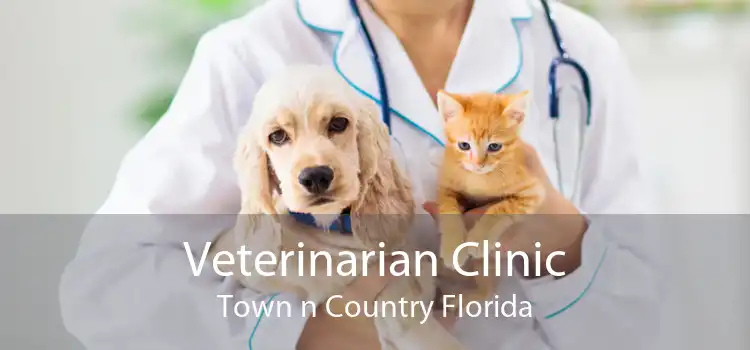 Veterinarian Clinic Town n Country Florida
