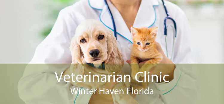 Veterinarian Clinic Winter Haven Florida